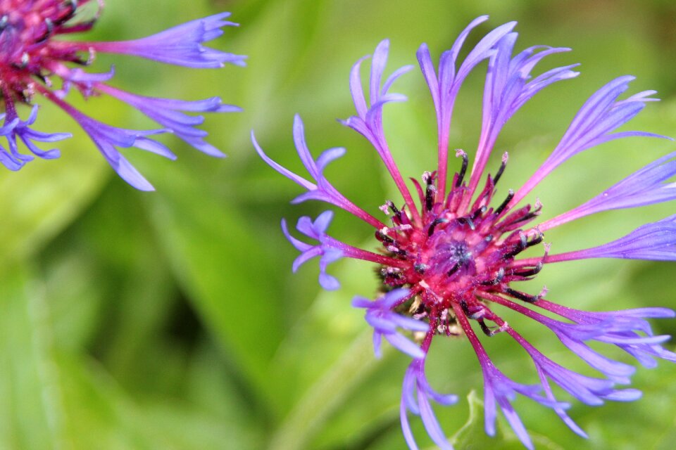 Plant natural plant bloom
