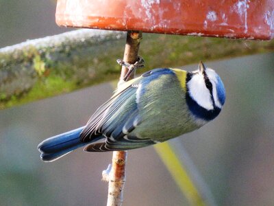 Garden nature feeding