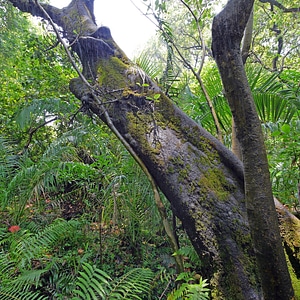 Tree jungle zimbabwe photo