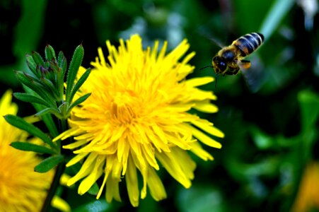 Dandelion flower photo