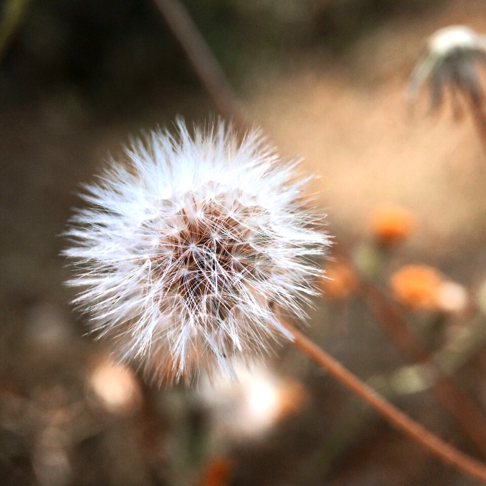 Nature seeds dandelion
