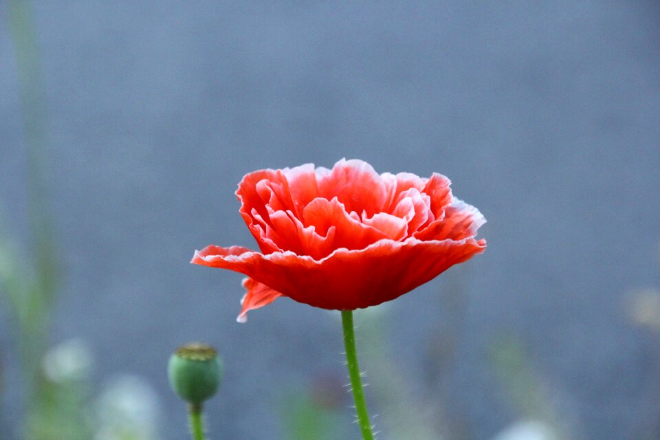 Flower klatschmohn red poppy