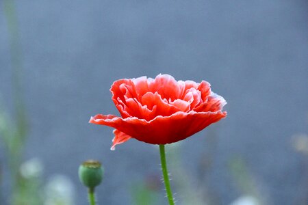 Flower klatschmohn red poppy