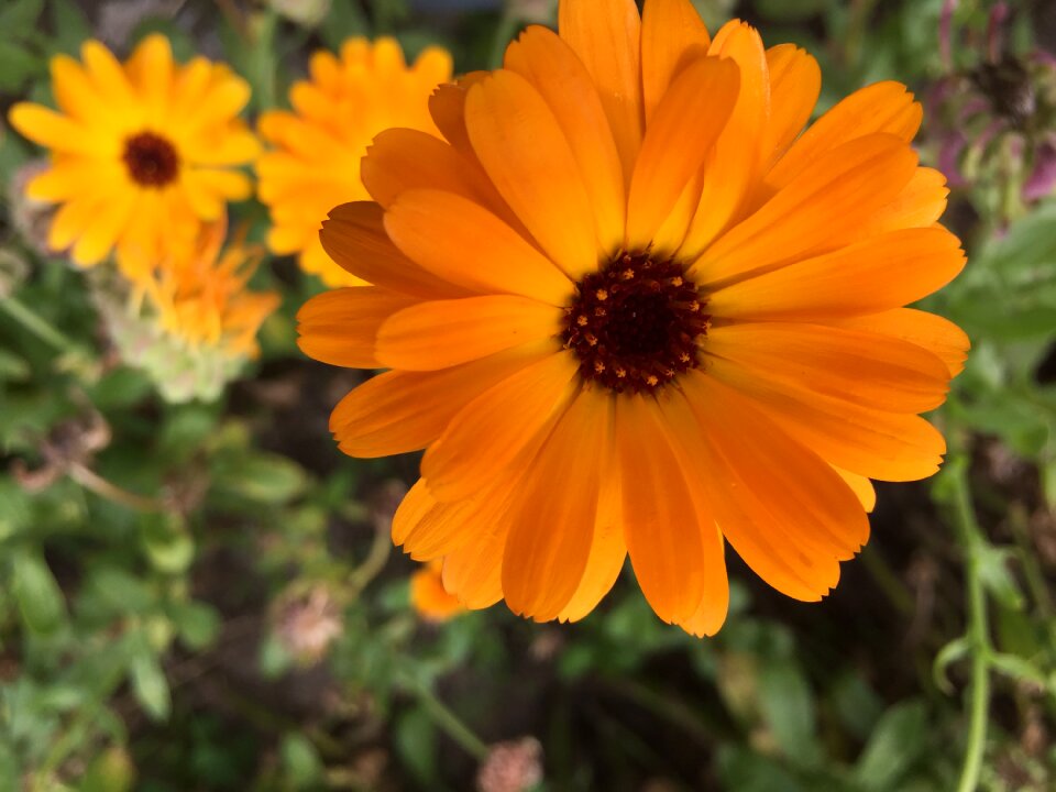 Orange composites flower