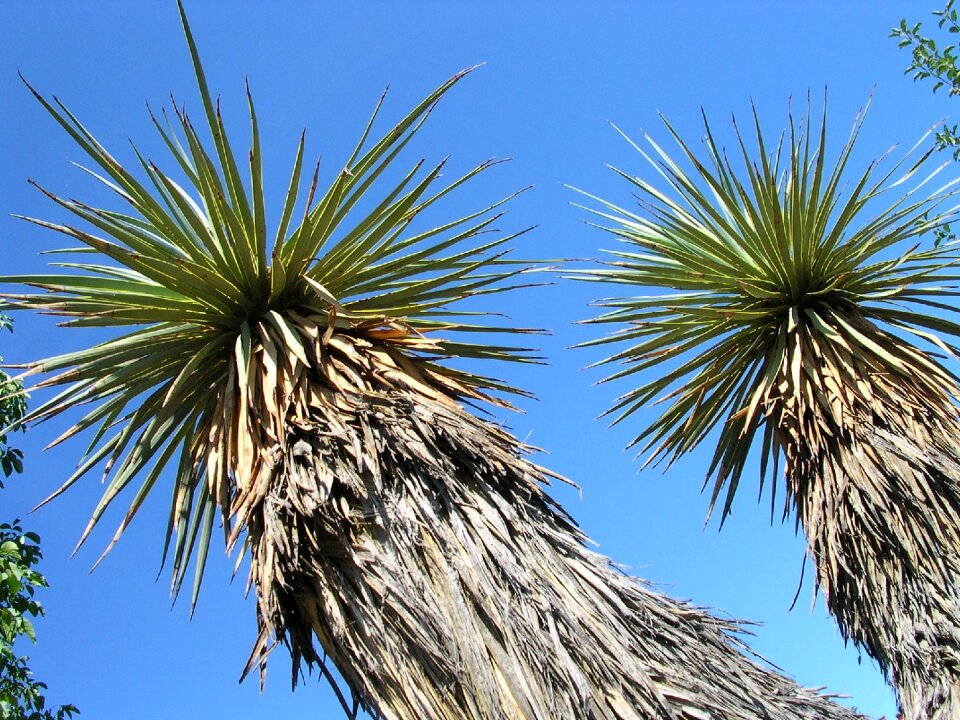 Yucca thompsoniana stem yucca
