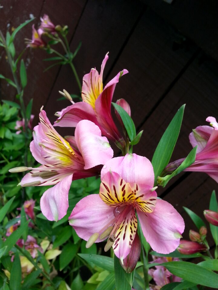 Pink petals spring flower nature