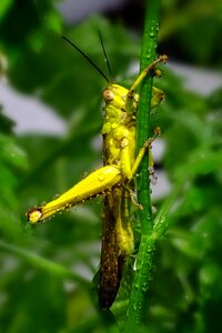 Grasshopper nature photo