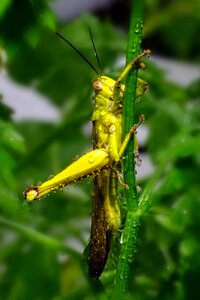 Grasshopper nature