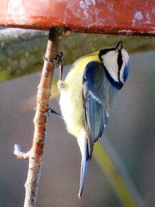 Small bird foraging feeding
