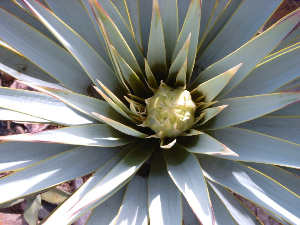Yucca rigida leaves