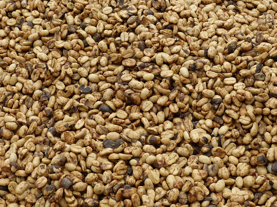 Aroma caffeine harvest