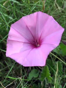 Nature plants flower