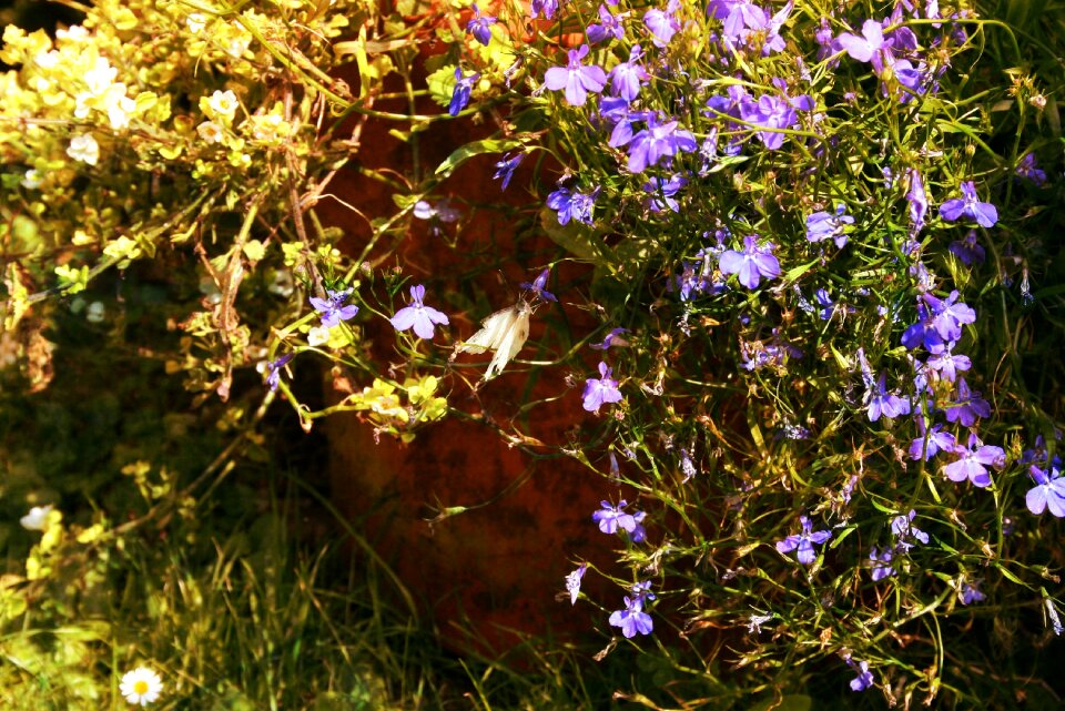 Mood purple nature
