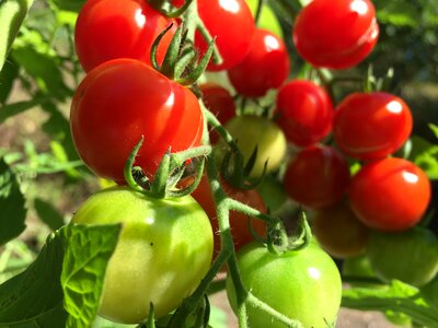 Bush vegetarian vegetables