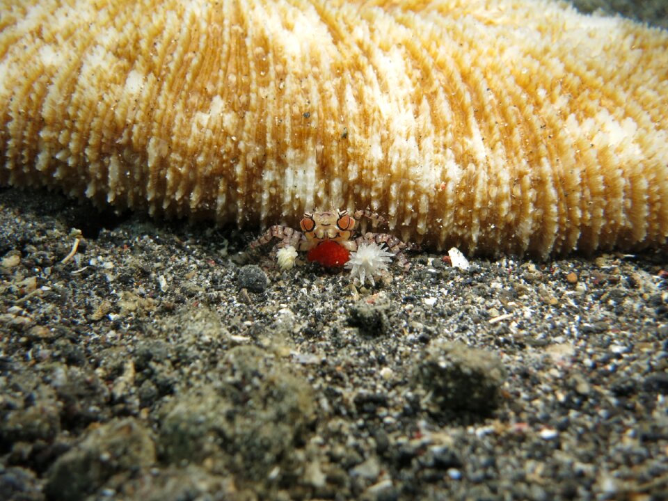 Shell animal sea
