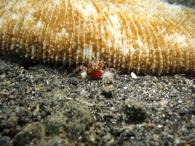 Shell animal sea