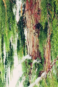 Cypress under glass branches branch