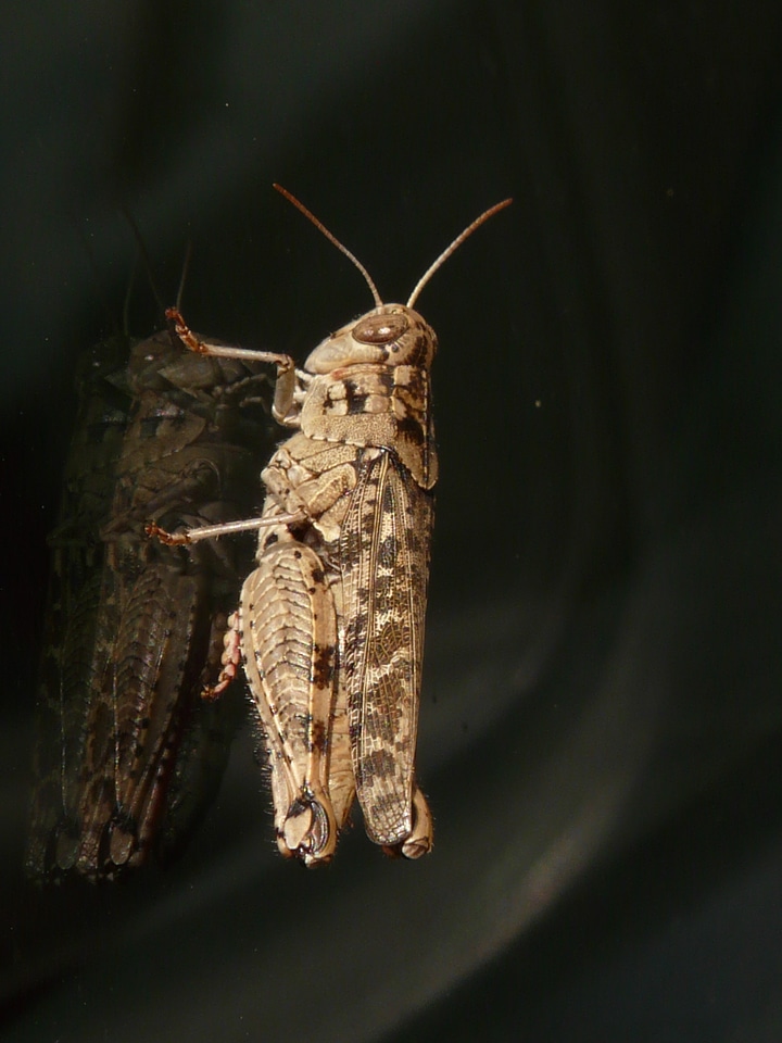 Calliptamus italicus caelifera field grasshopper
