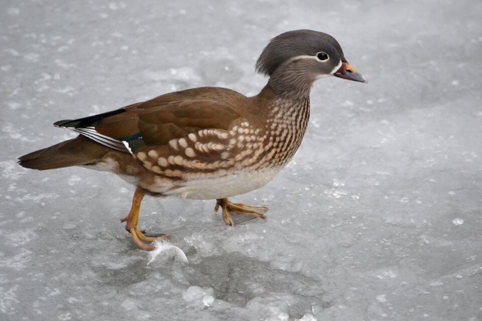 Ice winter pond