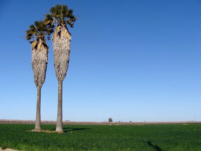 Tree landscape countryside