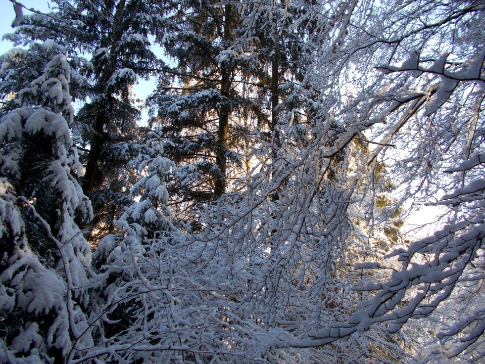 Landscape nature wintry