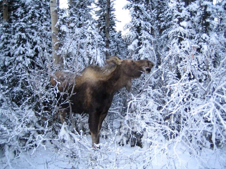 Wildlife animal brown