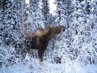 Wildlife animal brown