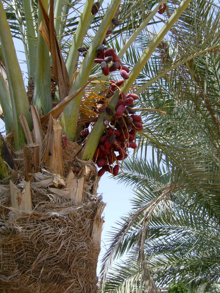 Green egypt fruit