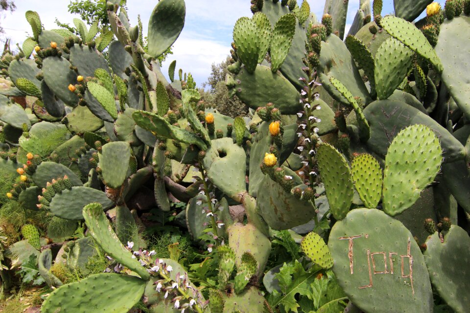 Thorns nature plant