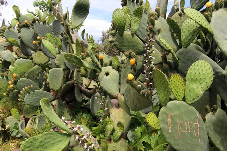 Thorns nature plant