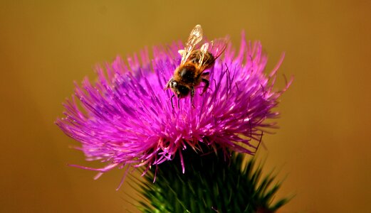 Nature flower insects