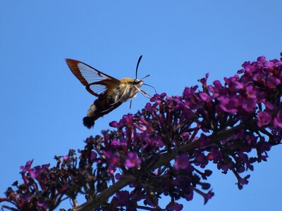 Insect flying flowers
