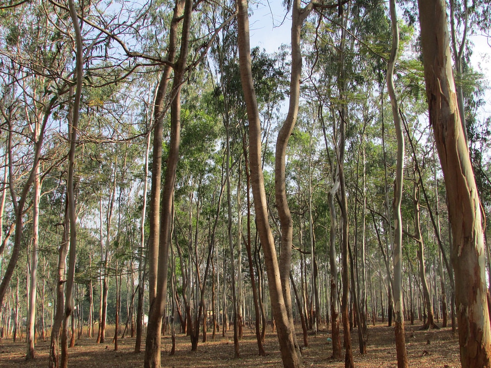Tree organic agriculture