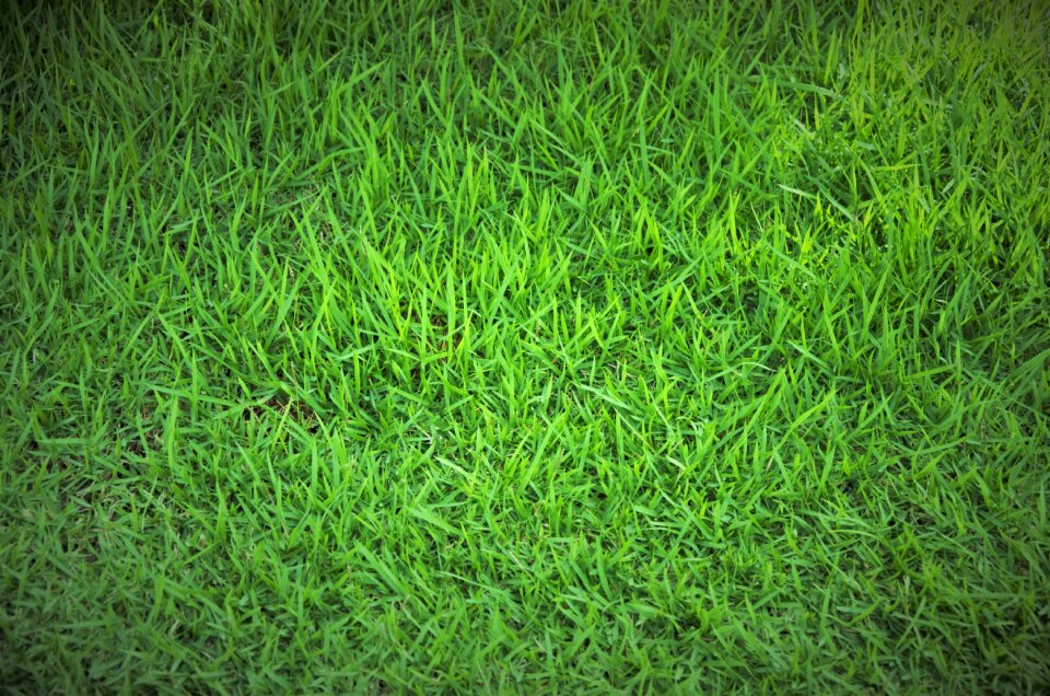 Green brazil garden