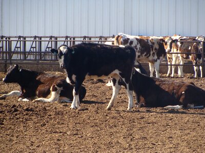 Farm dairy farm bovine