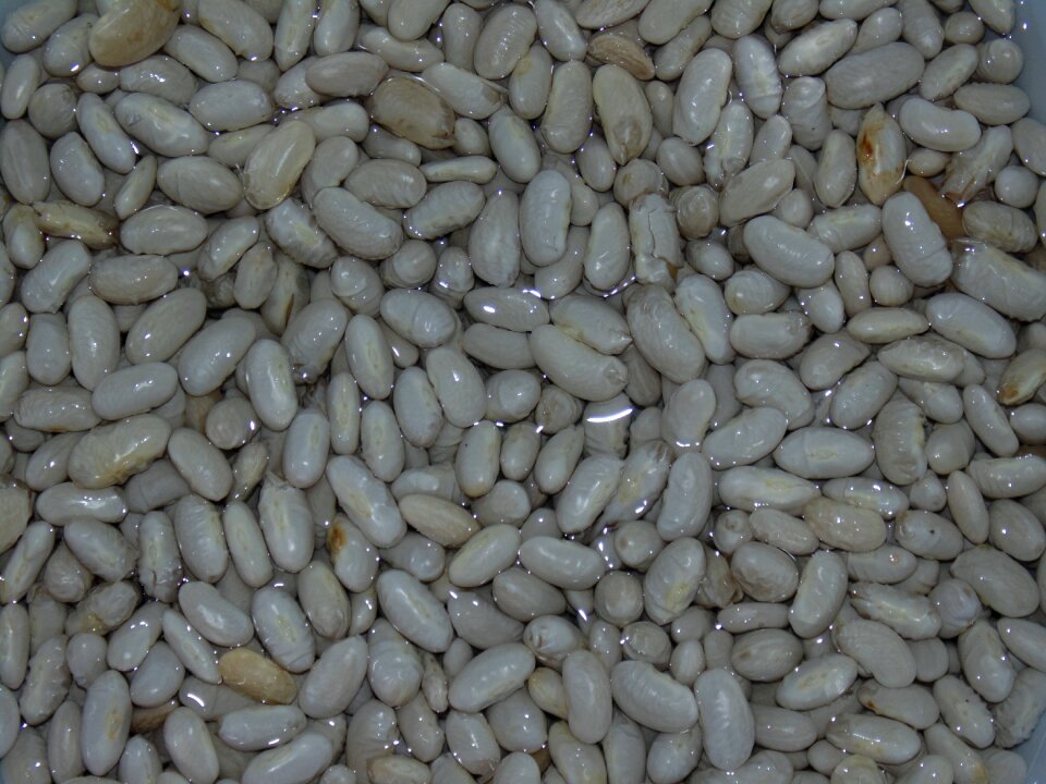 Beans water white