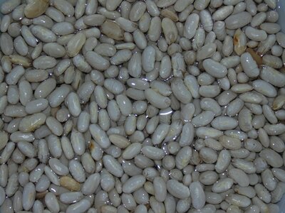 Beans water white