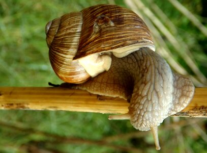 Casey shell horns