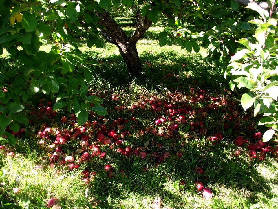 Green orchard outdoors