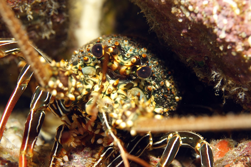 Sea close-up animal