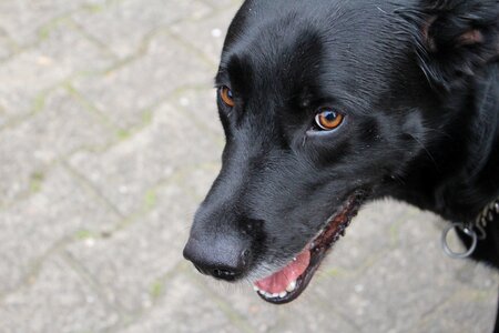 Brown pet black dog photo