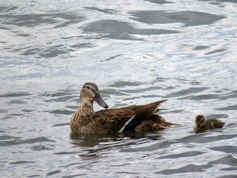Ducklings river rhine