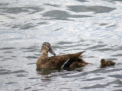 Ducklings river rhine photo