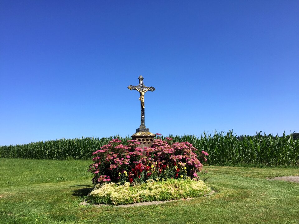 Flower sky field