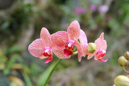 Plant flower pink