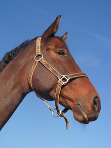 Horse halter head