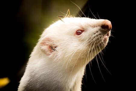 Ferret animals animal welfare