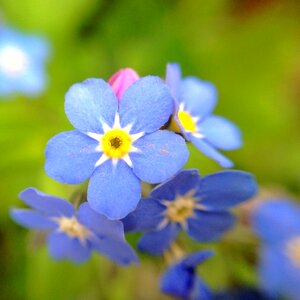 Flourished blue yellow