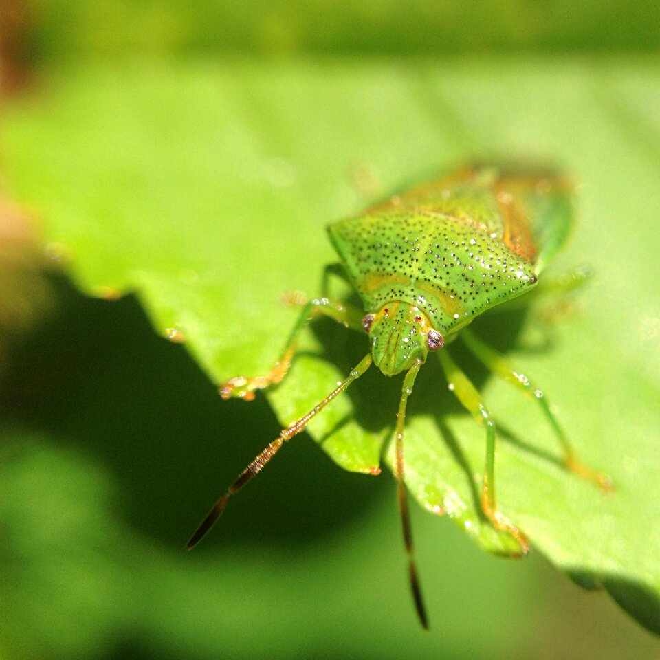 Animal forest macro