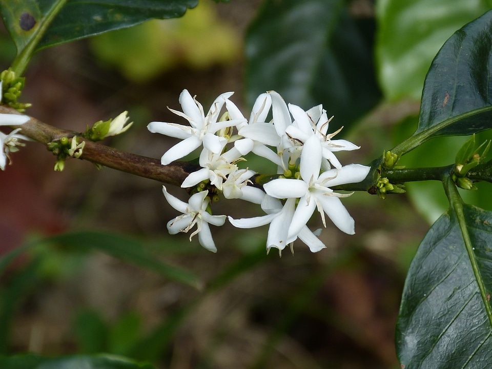Blossom bloom bloom